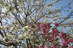 1_Fleurs