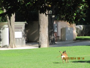 ciq 09 07 2014 rambot chien pelouse
