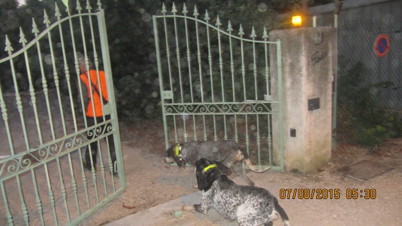 SANGLIERS DANS LA VILLE et notre quartier ! vendredi 07/08 une opération pour décantonner les animaux…