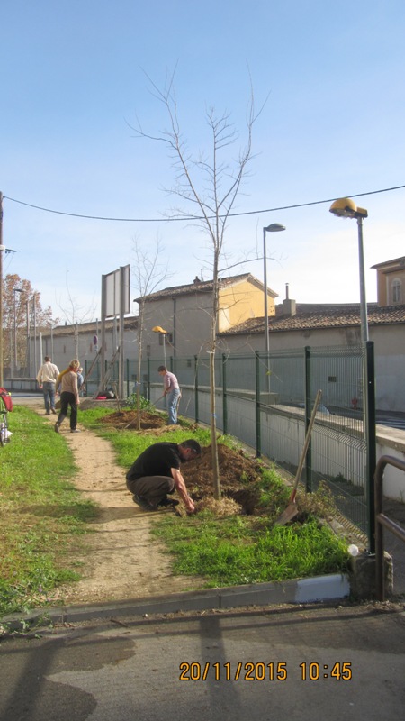 Opération plantation des 4 micocouliers réussie !