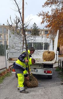 Embellissement de notre quartier par de nouvelles plantations