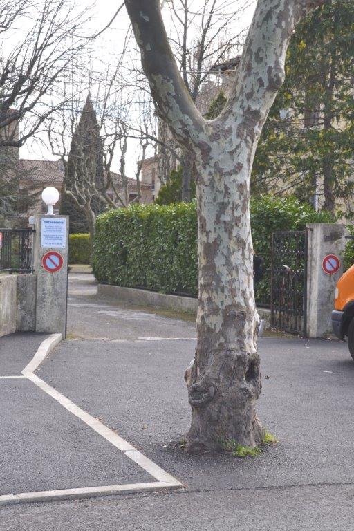 PITIÉ POUR NOS PLATANES