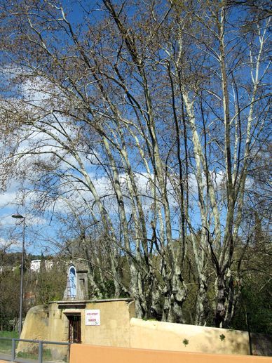 VOTEZ pour l’arbre de l’année
