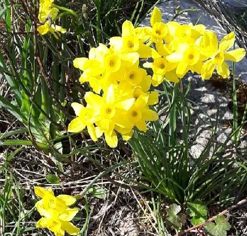 LE PRINTEMPS EST PARTOUT A  AIX !