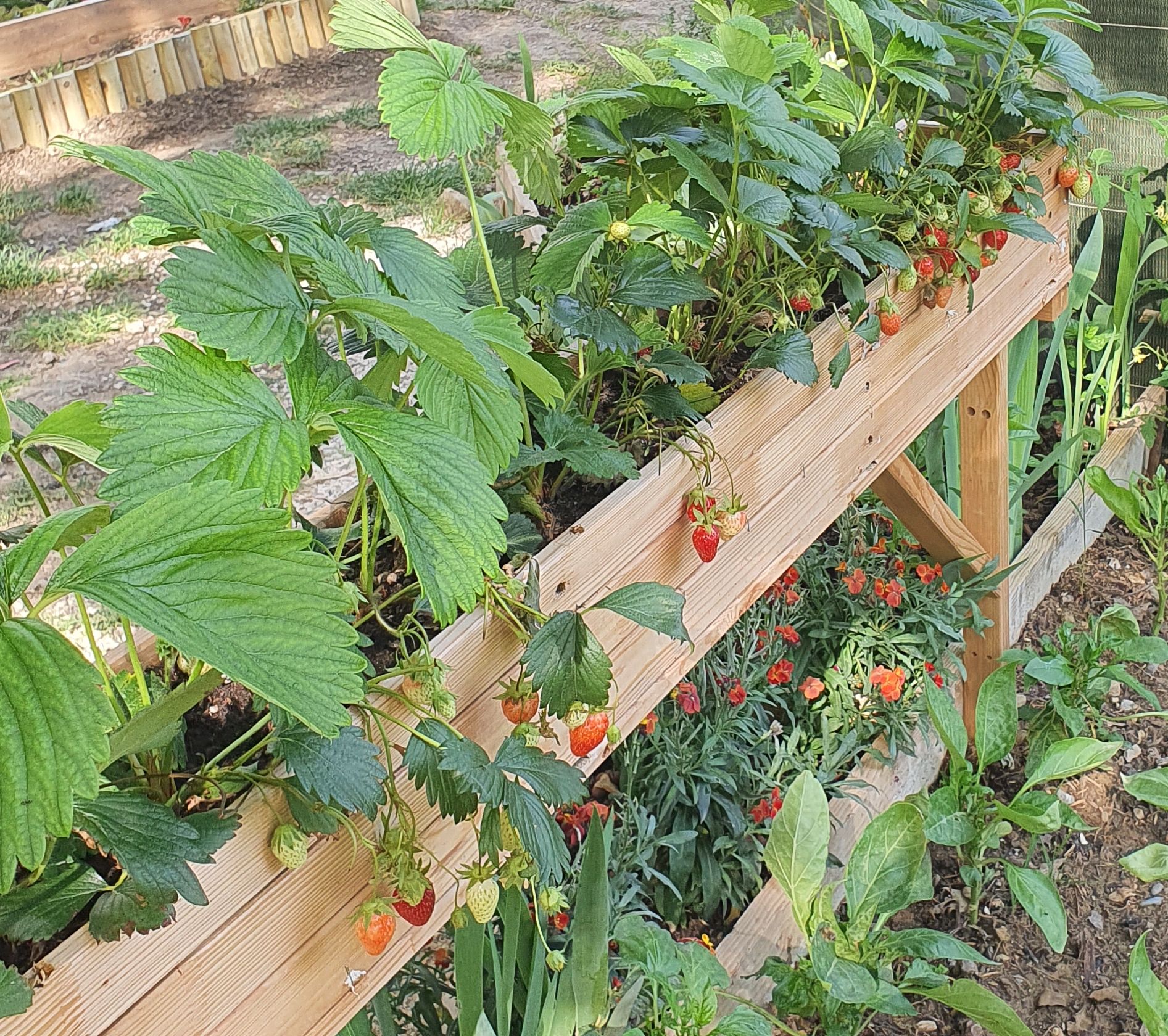 «  MON JARDIN » à la Pinette