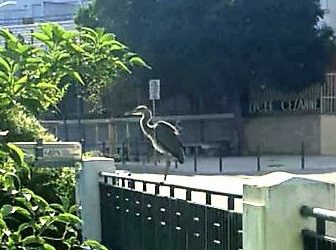 UN HÉRON EN VACANCES AU PONT DE BÉRAUD