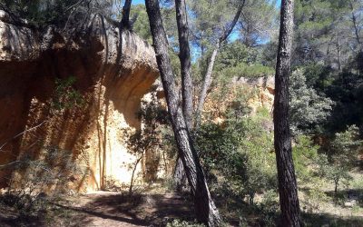 PLATEAU DE BIBÉMUS ET ANNÉE CEZANNE 2025
