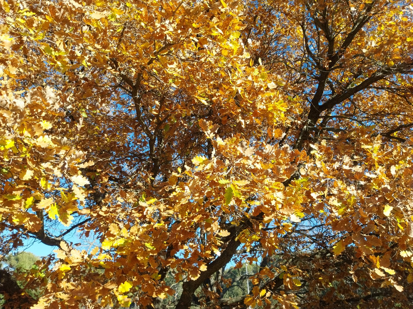 WhatsApp Image 2025-10-30 à 11.07.41_90b8c52f