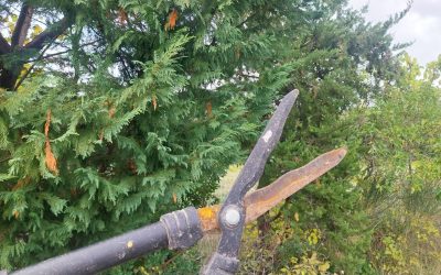 OBLIGATIONS LÉGALES DE DÉBROUSSAILLEMENT (OLD)