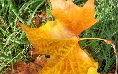 LE CHANCRE COLORÉ À AIX