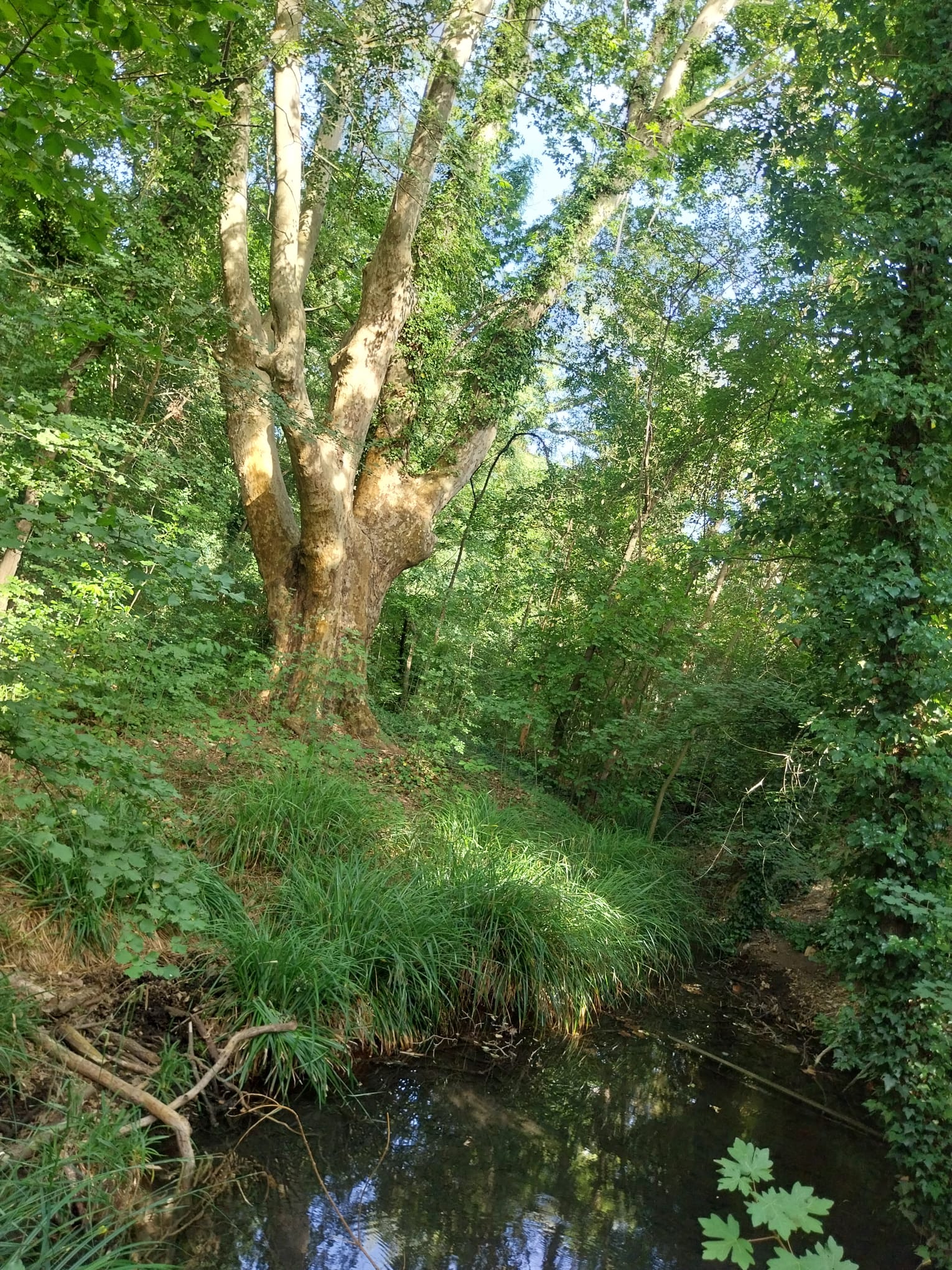 Brèves une