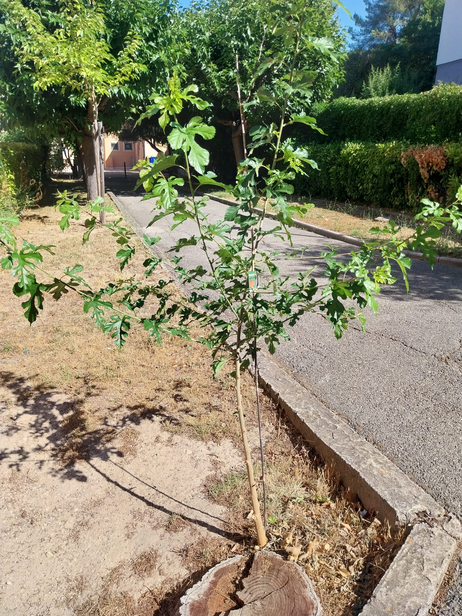 liste des arbres