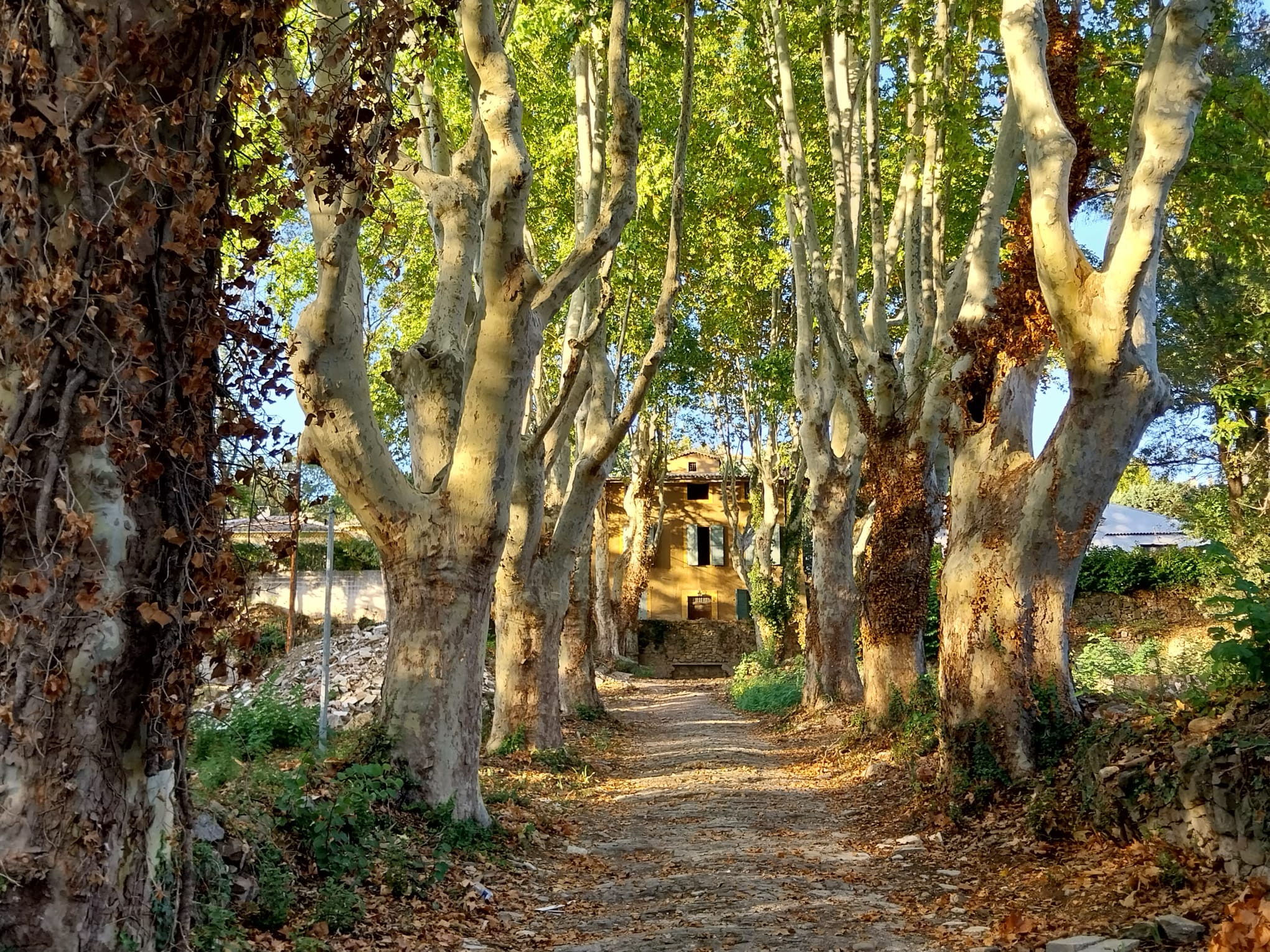 Platanes